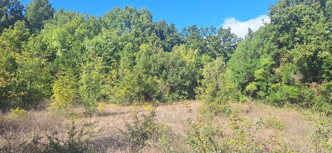 Land For Sale, Utjeha