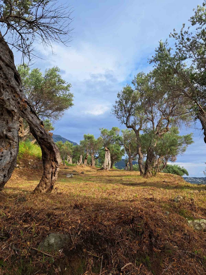 Продажа земли, Бар